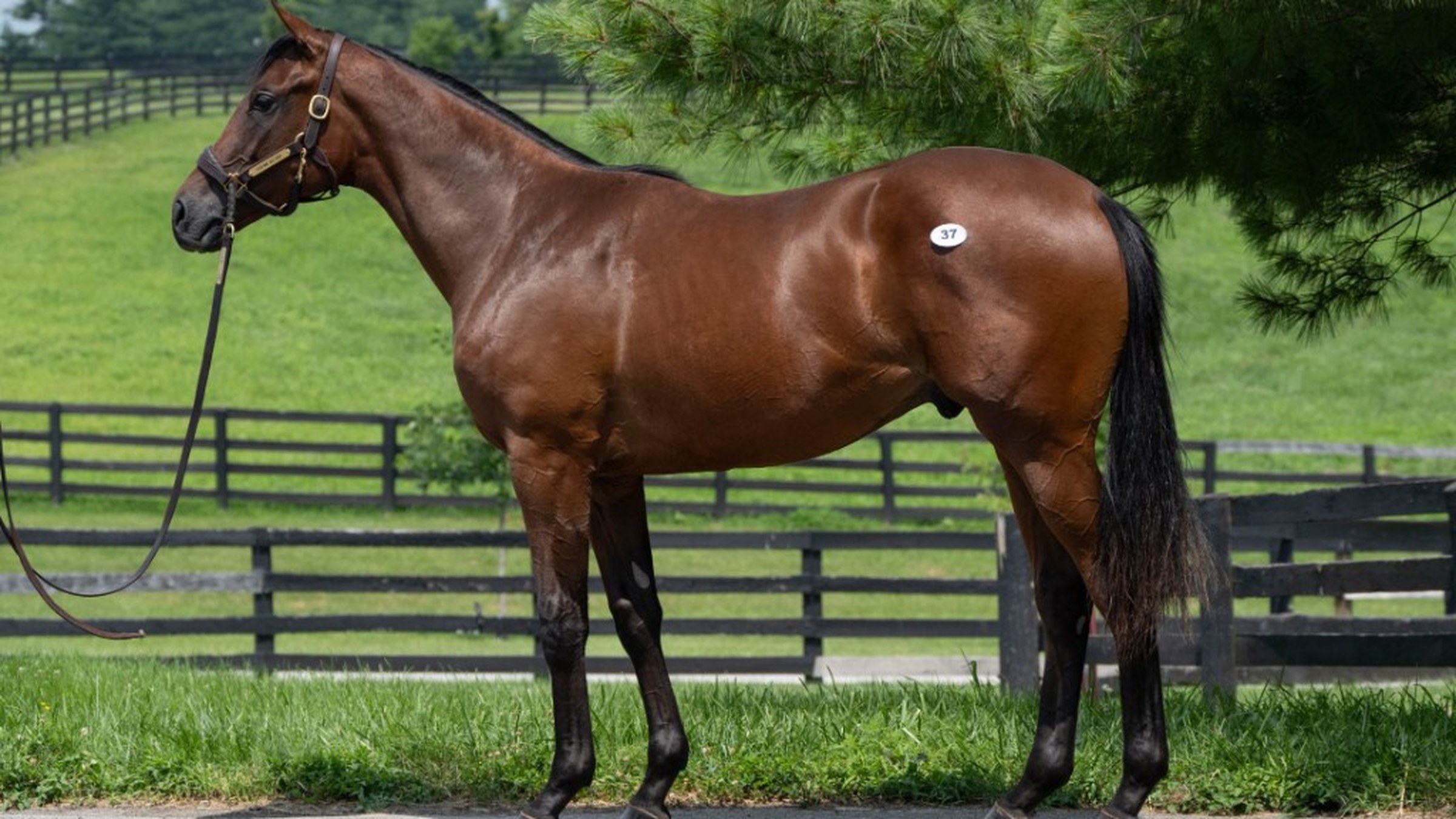 Bay thoroughbred presented for sale in leather halter against black paddock fencing