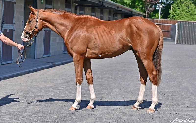State of Rest (IRE) × Thousandfold (USA) — Lot 49 chestnut colt