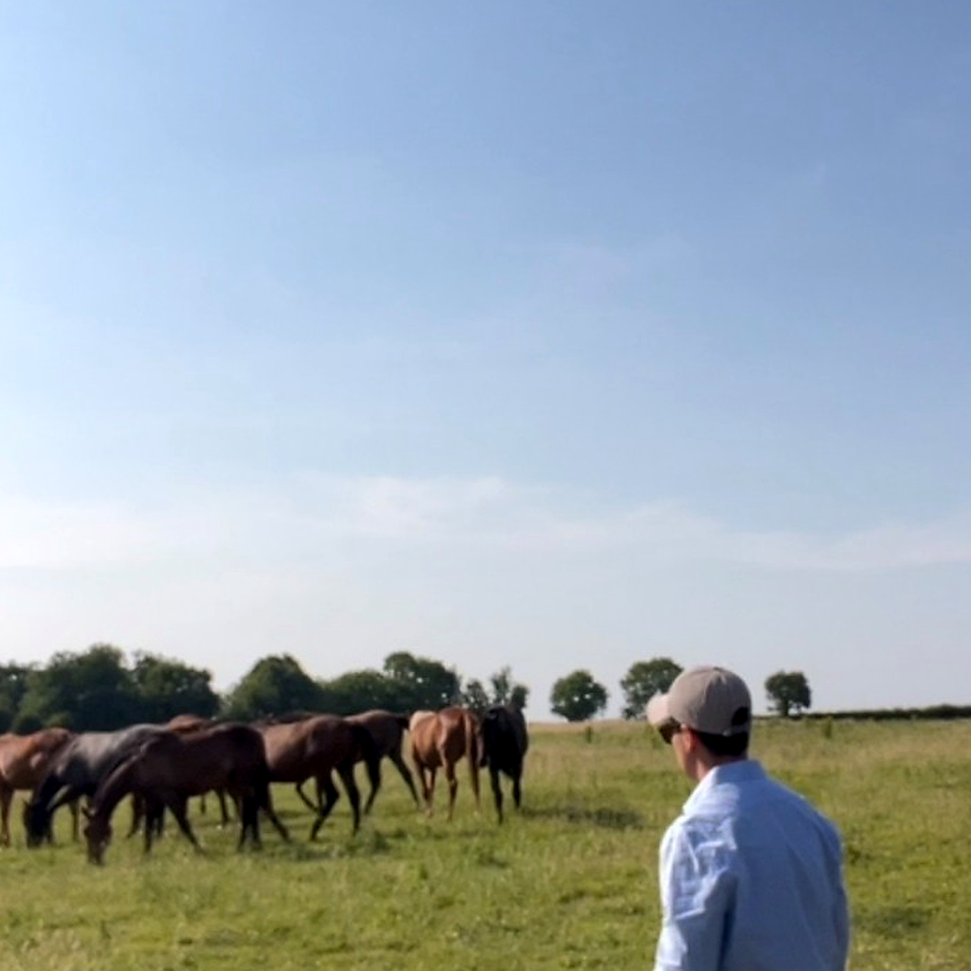 Observing thoroughbreds at pasture — hands-on bloodstock assessment